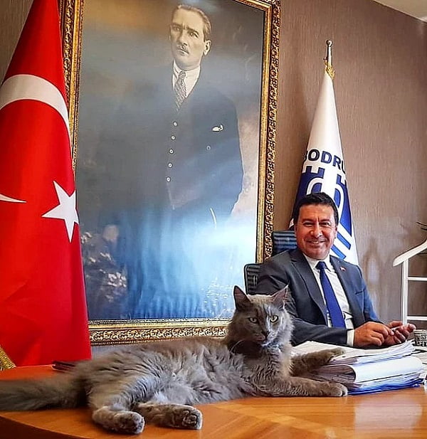 bodrum belediye başkanı travelmugla